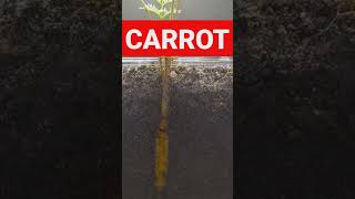 DIY GROWING CARROT #diyplanting #growingfruitsincontainers #growingvegetables #growingplants