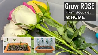 Rose : Grow your Own Roses from Cuttings at Home