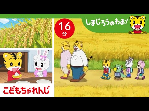 【16分アニメ】今年もおいしいお米ができたよ🌾  新米でおにぎりを作ろう🍙  | しまじろうのわお！アニメ | しまじろうチャンネル公式