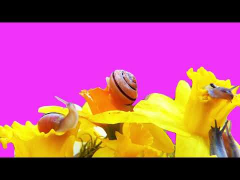 Snails flower green screen  ( Saturday 15 January  2023 )