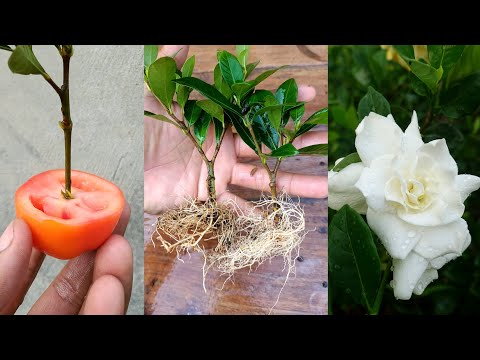 How to grow Gardenia plant from cuttings | Gardenia plant care