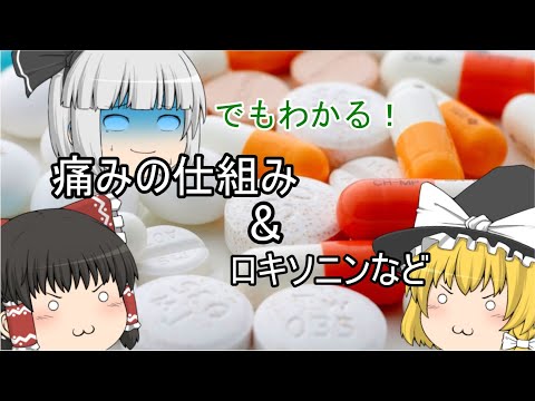 痛みってなんぞ？【ゆっくり解説】