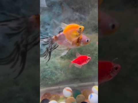 😍🥰😍😍😘🥰#viral #animal #fish #colors #colourful