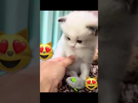 #cutest #kittens #video #ever #adorable #lovely #fypシ゚viral #ytshorts #subscribe #ilovecats #playful