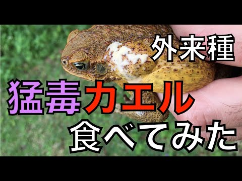 無敵の毒ガエル『オオヒキガエル』を捕まえて食べたらたいへんなことになった