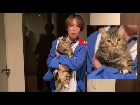 【猫好きな方だけ見てください】歌舞伎町の蘭社長の愛猫ぽんちゃん登場