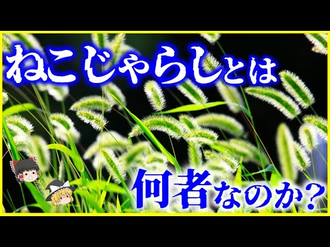 【ゆっくり解説】実は食べられる⁉️「ねこじゃらし（エノコログサ）」とは何者なのか？を解説/アワとの関係は…？古代の食卓を支えた穀物