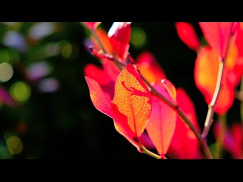 I Believe In Your Return, an Autumn Meditation (original composition, instrumental)