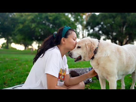 A Dog's Joyous Golden Years: A Senior Dog's Mountain Biking Retirement, Surrounded by Love