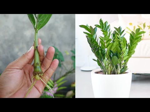 How to grow Zzplant from cuttings | zz plant propagation