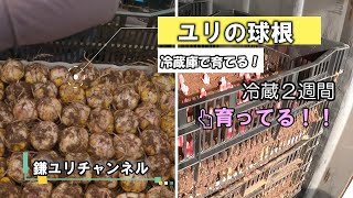 【ユリ農家ツアー　Part1】冷蔵庫で育てる編