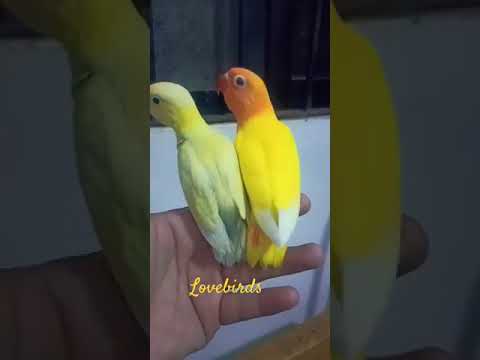 colorful birds, love these birds #trending #birds #fyp