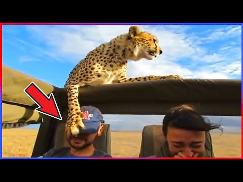 Damn Nature You Scary | Funny Scary Animal Encounters 😱 #4