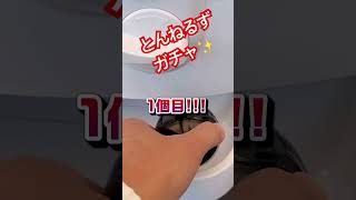 #とんねるず #ガチャ #ガチャガチャ #ガシャ #ガシャポン #ガチャ動画 #ガシャ動画 #ガチャガチャ開封 #とんねるずTHELIVE #ライブ #武道館