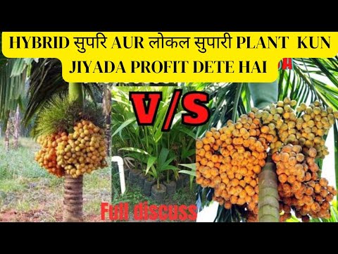 betel nut - Arecanut plant Nursery - tamul kheti, Tamil puli kenekoi rubo lage supari ka ped