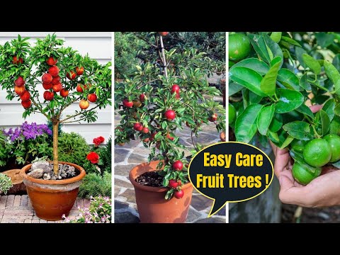 5 Low Maintenance Fruit Trees To Grow In Pots | Fruit Trees for Container Gardening