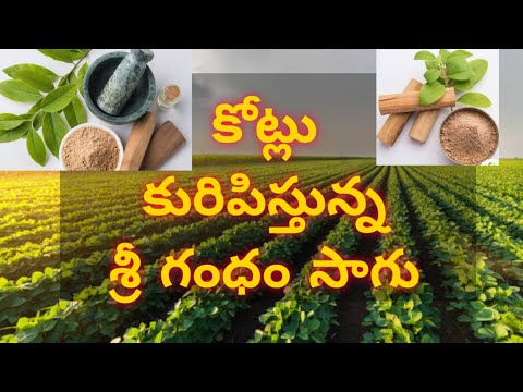 Sri Gandham Plants / Uses/ కోట్లు కురిపిస్తున్న శ్రీ గంధం