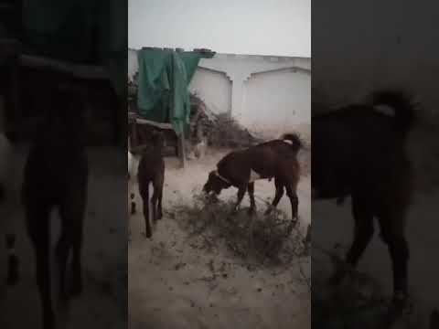 goat for sale breader  Bakra for sale age 10 month qurbani 2024 goat for sale Multi goad farm