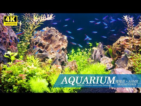 [Environmental sounds/ASMR] Have a relaxing time in the aquarium / even on sleepless nights.