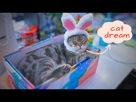 Do Cats Dream? Decoding Your Cat's Sleep Patterns (2024)