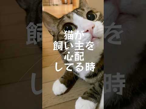 飼い主を心配してくれたと思う時#cats #short#球太