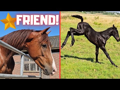 Pregnant with 1 or 2? | Friend for Rising Star⭐ And someone is in Love with him❤️ | Friesian Horses