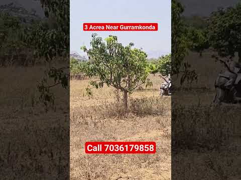 3 Acres of mango garden for sale #realestate #mangogardenforsale #landforsale