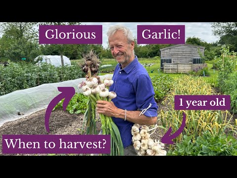 Garlic story and an early harvest for long storage