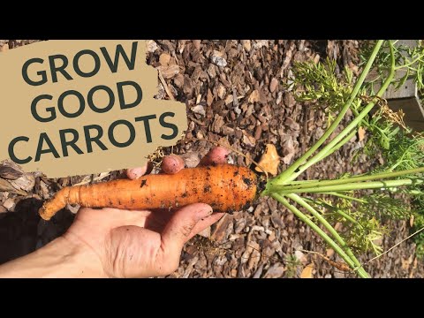 Growing Carrots at Home | All Your Questions Answered