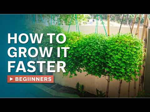 Ultimate Beginner’s Guide to Growing Hanging Plants | How to grow Turtle Vine Curtain Hanging Plant