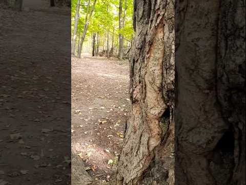 Nature walk #ytshort #nature #walking #forest #trail #hindisong #koifariyad #jagjitsingh #sadsong