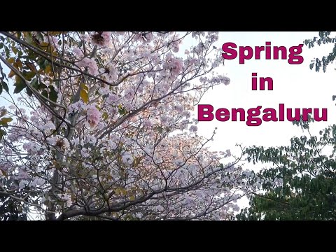 Spring in Bangalore #Spring2021 #bangaloreflowers #youtubeshorts #2021 #springbengaluru