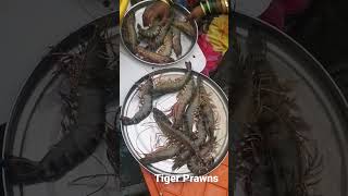 Tiger Prawns super fresh and alive #freshprawns #tigerpraws #freshfish #prawns #kolambi #jhinga