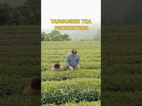 Taiwan's Tea: From Leaf to Cup 🍵