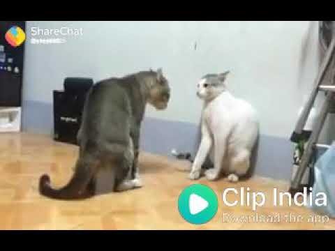 Cat funny video