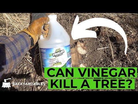 Can Vinegar Kill A Tree?