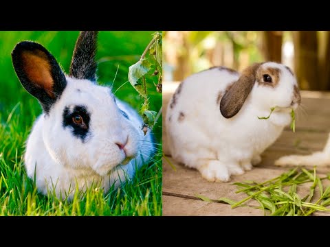 water convolvulus is my rabbit's favorite food.