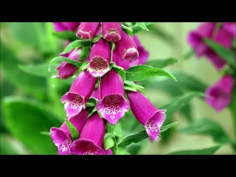 How to Grow Foxgloves from Seed