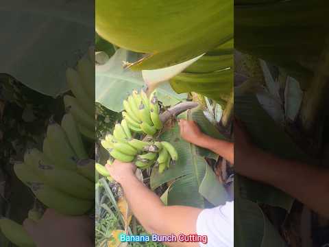 Banana Bunch Cutting #banana #bananafarming #bananaplant #kela #bananas #bananas #bananabunch