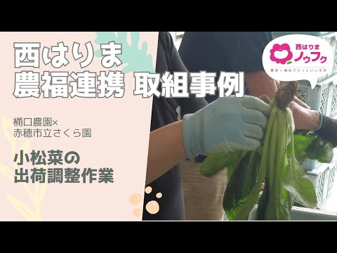 【西はりまノウフク連携事例】小松菜の出荷調整作業