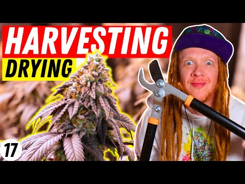 How To Harvest & Perfectly Dry Your Plants