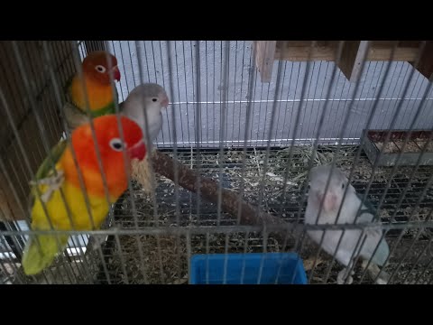 #cleaning and Organizing Bird's Cages /Simpleng ayos lang