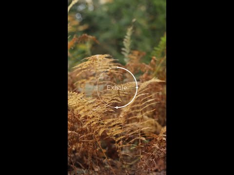 Breathing Exercise in the Maine Woods