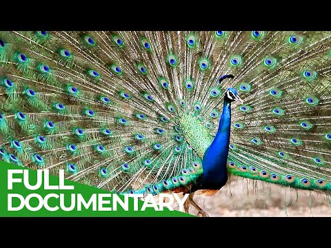 Animal's Super Senses - Communication | Free Documentary Nature