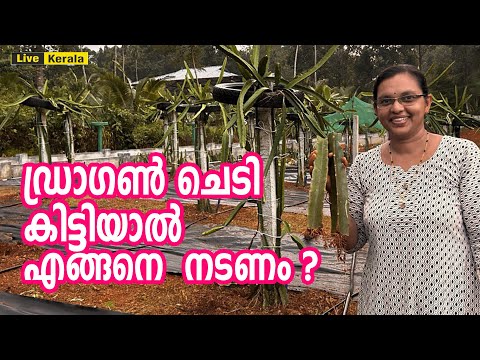 ഡ്രാഗൺ ചെടി കിട്ടിയാൽ എങ്ങനെ നടണം ? | Dragon Fruit Plant Cultivation in India | Dragon fruit Farming