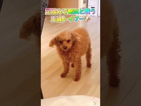 足踏みをして眠気と戦う16歳トイプー🐶