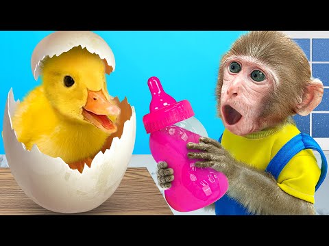 KiKi Monkey Taking Care of Baby Cute Ducklings by Color Bottle Milk | KUDO ANIMAL KIKI