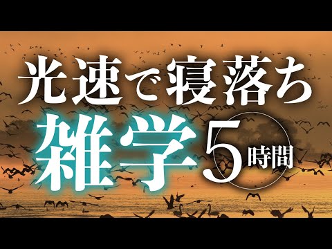 【睡眠導入】光速で寝落ち雑学5時間【合成音声】