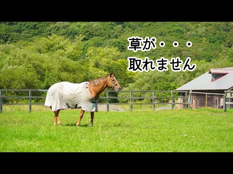 虫とたてがみに付いた草が取れないスズカフェニックス