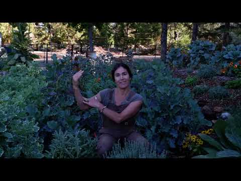 How To Prepare Your Tree Collards For Winter #winter gardening